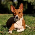 The Basenji – A compact, alert hunting companion!