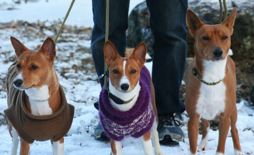 basenji