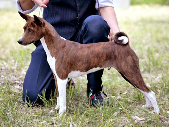 Basenji