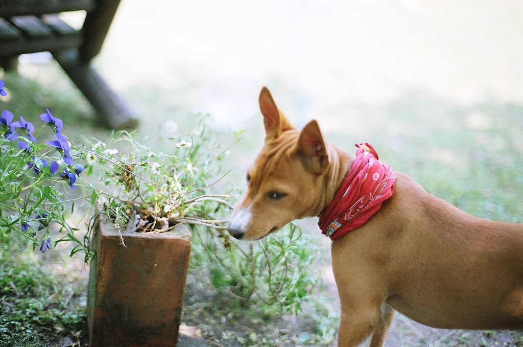 basenji house plants