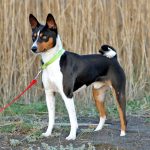 Making your life Basenji-friendly