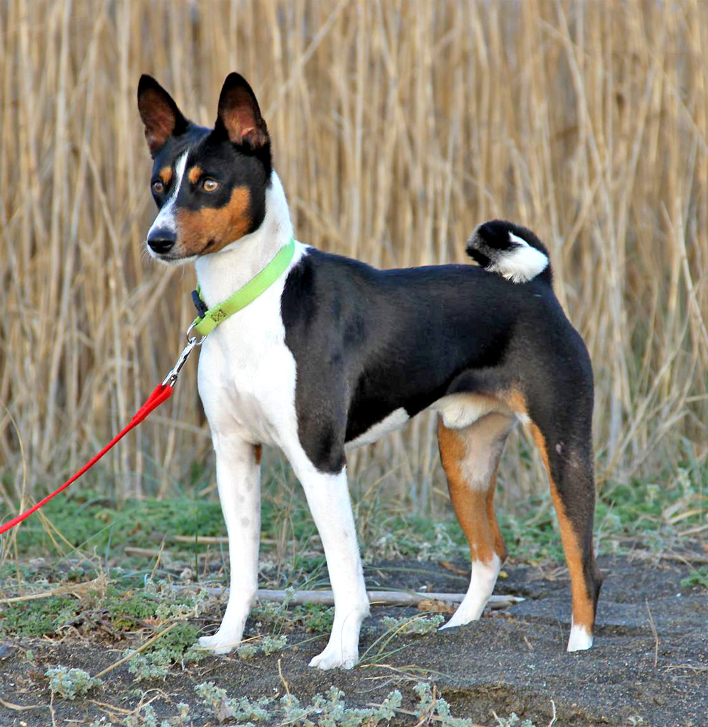 Making your life Basenji-friendly